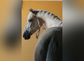 Hispano Araber, Hengst, 4 Jahre, 157 cm, Falbe