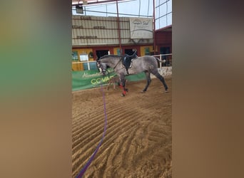Hispano Araber, Hengst, 4 Jahre, 158 cm, Rappschimmel