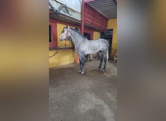 Hispano Araber, Hengst, 4 Jahre, 158 cm, Rappschimmel