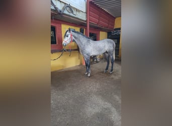 Hispano Araber, Hengst, 4 Jahre, 158 cm, Rappschimmel