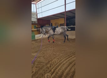 Hispano Araber, Hengst, 4 Jahre, 158 cm, Rappschimmel
