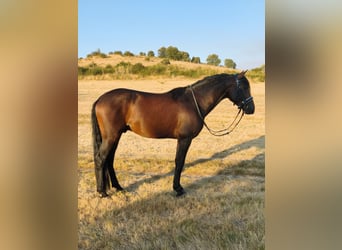Hispano Araber Mix, Hengst, 4 Jahre, 160 cm, Brauner