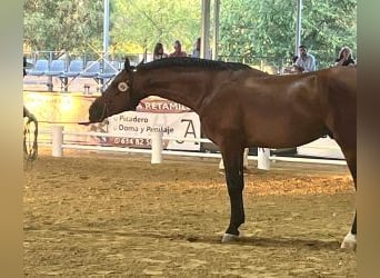 Hispano Araber Mix, Hengst, 4 Jahre, 164 cm, Rotbrauner