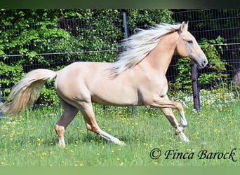 Hispano Araber, Hengst, 5 Jahre, 156 cm, Palomino