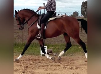 Hispano Araber, Hengst, 9 Jahre, 162 cm, Brauner