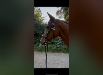 Hispano Araber, Stute, 11 Jahre, 153 cm, Brauner