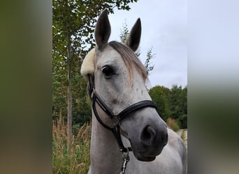 Hispano Araber, Stute, 11 Jahre, 157 cm, Schimmel