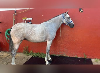 Hispano Araber, Stute, 11 Jahre, Schimmel