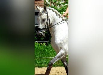 Hispano Araber, Stute, 12 Jahre, 153 cm, Apfelschimmel