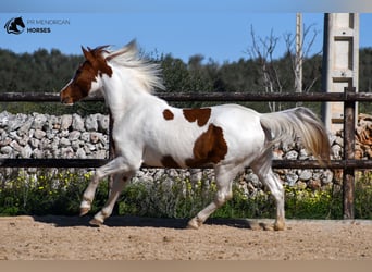 Hispano Araber Mix, Stute, 12 Jahre, 154 cm, Schecke