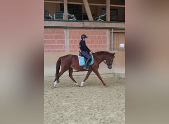 Hispano Araber, Stute, 14 Jahre, 159 cm, Fuchs