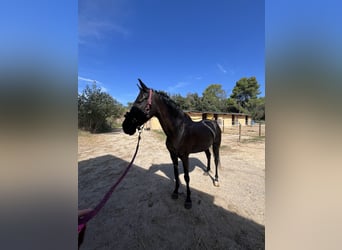 Hispano Araber Mix, Stute, 15 Jahre, Rappe