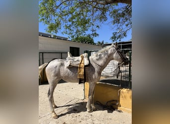 Hispano Araber, Stute, 17 Jahre, Fliegenschimmel