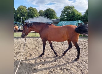 Hispano Araber, Stute, 22 Jahre, 156 cm, Brauner