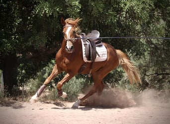 Hispano Araber, Stute, 3 Jahre, 159 cm, Fuchs