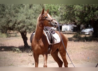 Hispano Araber, Stute, 3 Jahre, 159 cm, Fuchs
