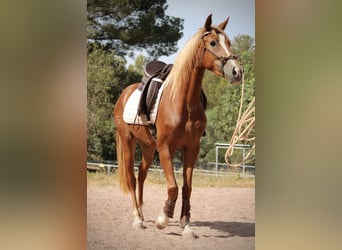 Hispano Araber, Stute, 3 Jahre, 159 cm, Fuchs