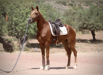 Hispano Araber, Stute, 3 Jahre, 159 cm, Fuchs