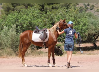 Hispano Araber, Stute, 3 Jahre, 159 cm, Fuchs