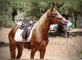 Hispano Araber, Stute, 3 Jahre, 159 cm, Fuchs