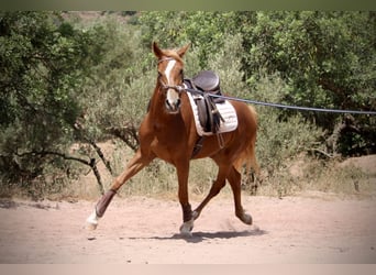 Hispano Araber, Stute, 3 Jahre, 159 cm, Fuchs