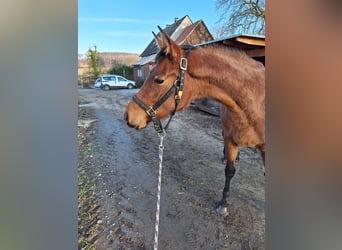 Hispano Araber, Stute, 3 Jahre, 160 cm, Brauner