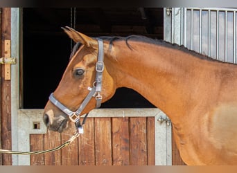 Hispano Araber, Stute, 3 Jahre, 160 cm, Brauner