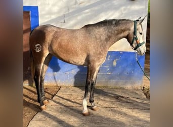 Hispano Araber, Stute, 3 Jahre, 168 cm, Schimmel