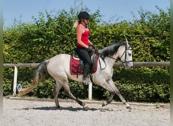 Hispano Araber Mix, Stute, 4 Jahre, 150 cm, Schimmel