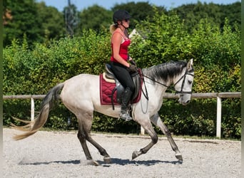 Hispano Araber Mix, Stute, 4 Jahre, 150 cm, Schimmel