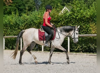 Hispano Araber Mix, Stute, 4 Jahre, 150 cm, Schimmel