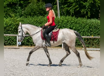 Hispano Araber Mix, Stute, 4 Jahre, 150 cm, Schimmel