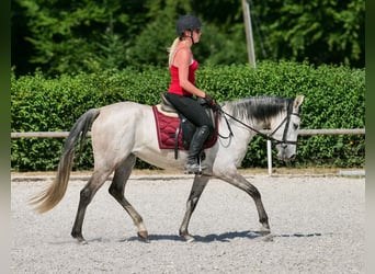 Hispano Araber Mix, Stute, 4 Jahre, 150 cm, Schimmel