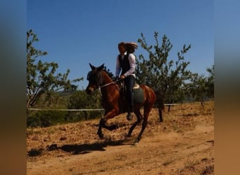 Hispano Araber, Stute, 4 Jahre, 152 cm, Brauner