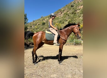 Hispano Araber, Stute, 4 Jahre, 152 cm, Brauner
