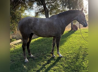 Hispano Araber, Stute, 4 Jahre, 157 cm