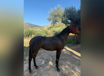 Hispano Araber, Stute, 4 Jahre, 167 cm, Dunkelbrauner