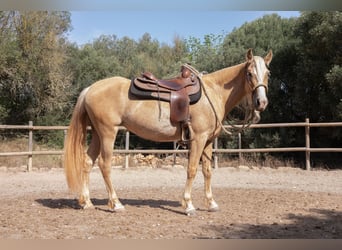 Hispano Araber, Stute, 5 Jahre, 152 cm, Palomino