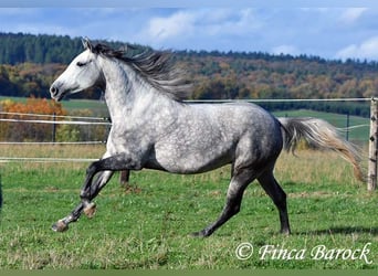 Hispano Araber, Stute, 5 Jahre, 160 cm, Schimmel
