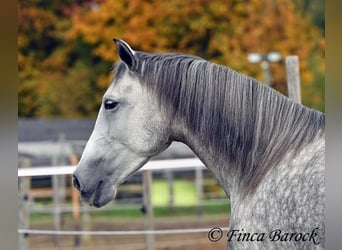 Hispano Araber, Stute, 5 Jahre, 160 cm, Schimmel