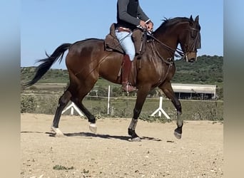 Hispano Araber, Stute, 5 Jahre, 164 cm, Brauner