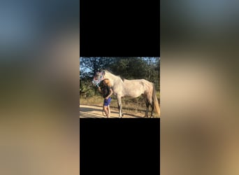 Hispano Araber, Stute, 6 Jahre, 157 cm