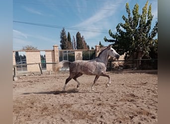 Hispano Araber, Stute, 6 Jahre, 161 cm, Schimmel