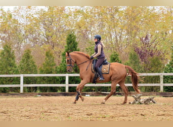 Hispano Araber, Stute, 6 Jahre, 165 cm, Fuchs