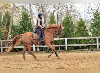 Hispano Araber, Stute, 6 Jahre, 165 cm, Fuchs