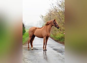 Hispano Araber, Stute, 6 Jahre, 165 cm, Fuchs