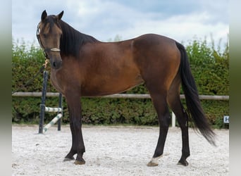 Hispano Araber Mix, Stute, 6 Jahre, Buckskin