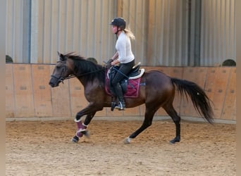 Hispano Araber Mix, Stute, 6 Jahre, Buckskin