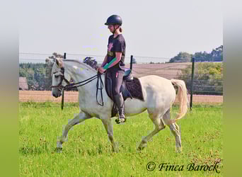 Hispano Araber, Stute, 7 Jahre, 150 cm, Schimmel