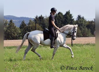 Hispano Araber, Stute, 7 Jahre, 150 cm, Schimmel